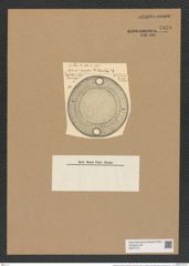 Pseudauliscus spinosus (Christ) Rattr. (de-Toni-Nr.: Genus 172, Species 4415) Zeichnungen Sammlung Grunow Nr. 7979 (NHMW-BOT-W0377271)